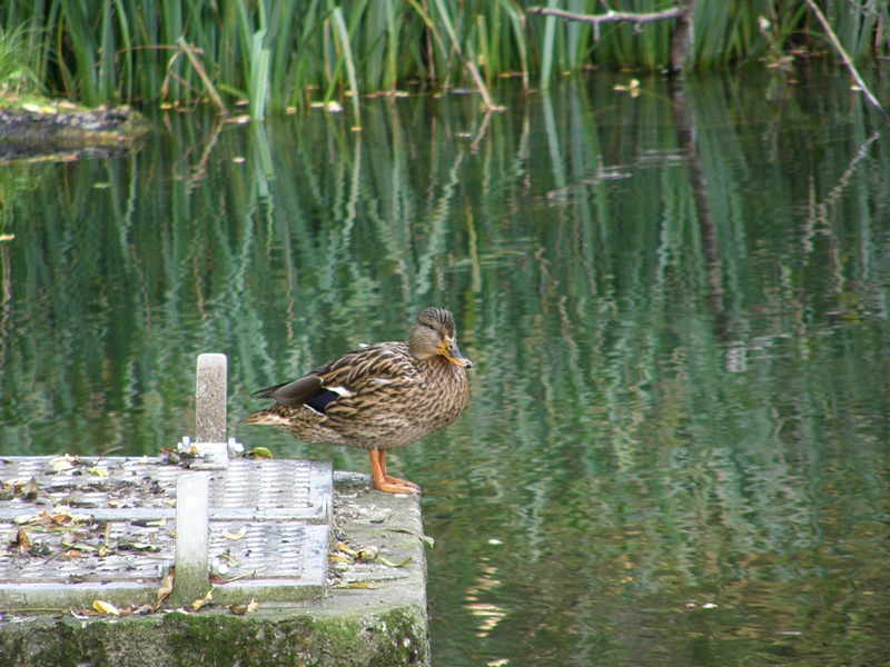 Entenweibchen an stillem Tmpel