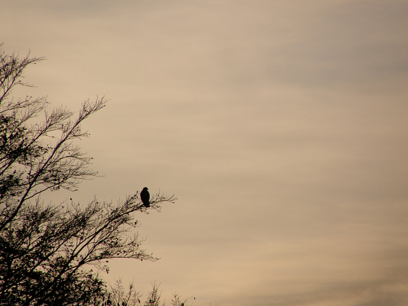 Raubvogel macht Feierabend