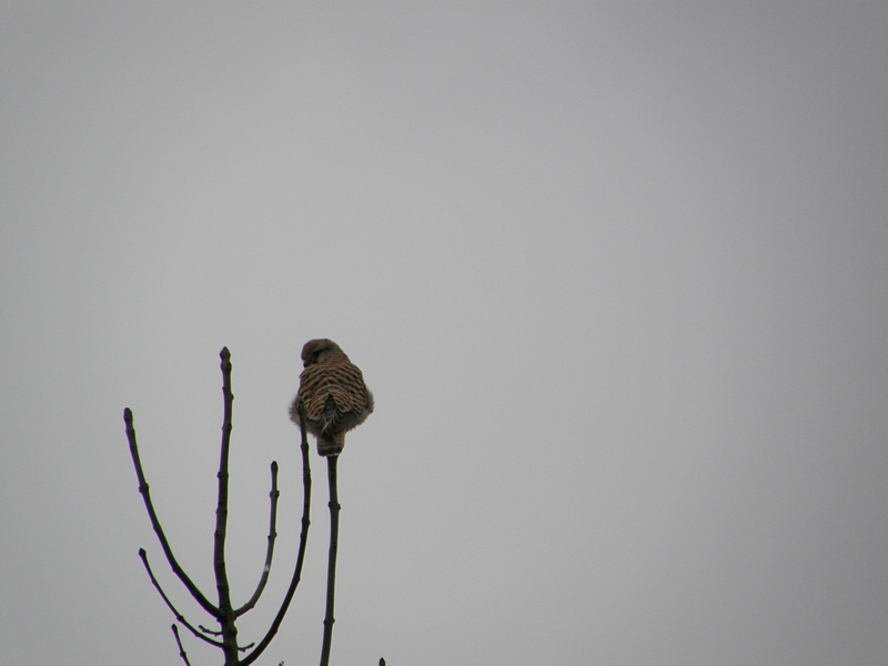 Bussard auf Ausguck