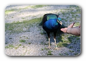 Pfau wird gefttert