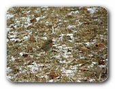 Rotkehlchen auf Schneewiese