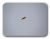 fliegender Raubvogel