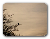 Raubvogel macht Feierabend