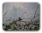 Vogel auf Hecke vorm Himmel