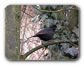 Amsel auf Zweig