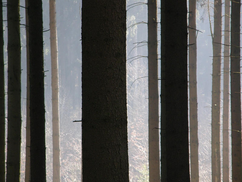 Barcodes im Wald