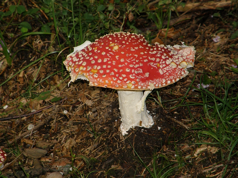 Fliegenpilz im Wald