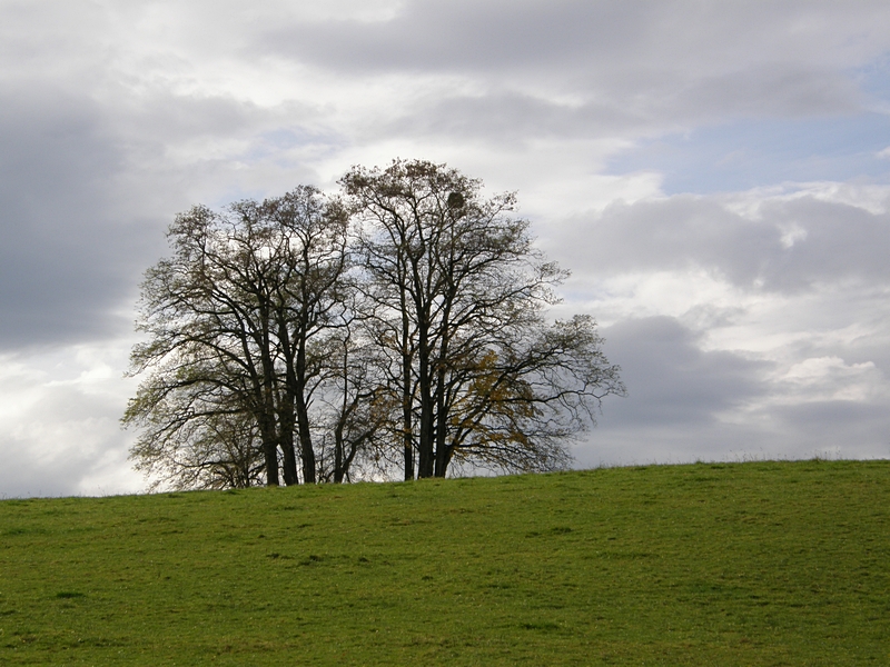 Bume in der Landschaft