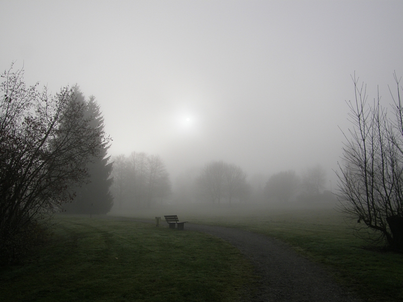 Nebel am Waldrand