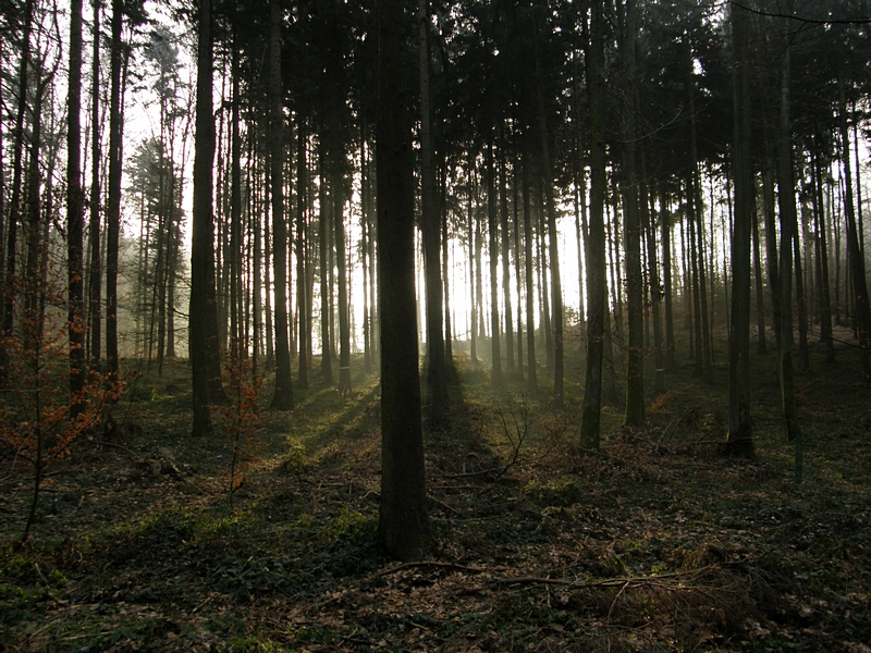 Waldlicht