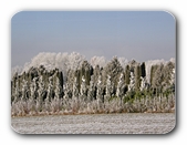 Baumreihe im Winter