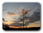 Baum vorm Himmel