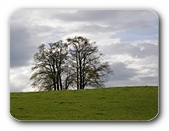 Bume in der Landschaft