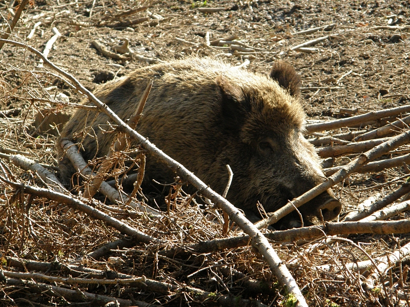 Ruhendes Wildschwein