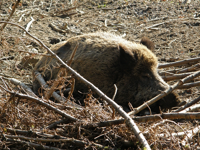 Wildschwein, liegend