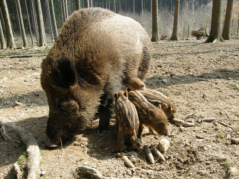 Bache und ihre Kleinen