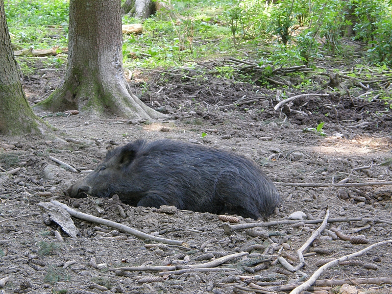 Wildschwein, ruhend