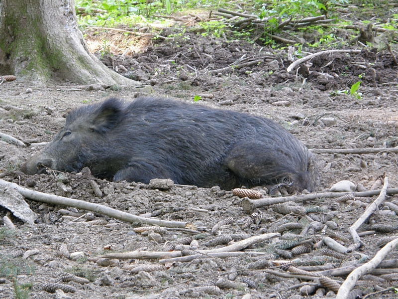 Ruhende Wildsau an warmem Tag