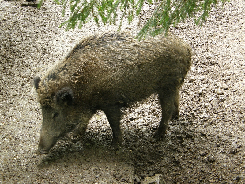 Junges Wildschwein