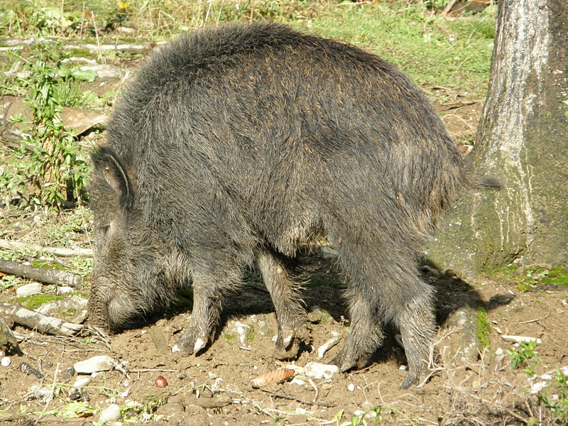 Wildschwein im Sonnenlicht