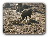 Wildschweinfamilie