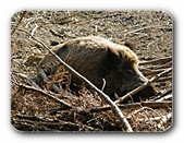 Wildschwein, liegend