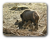 Wildschwein mit Jungen