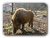 Wildschwein, stehend in der Sonne