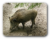 Junges Wildschwein