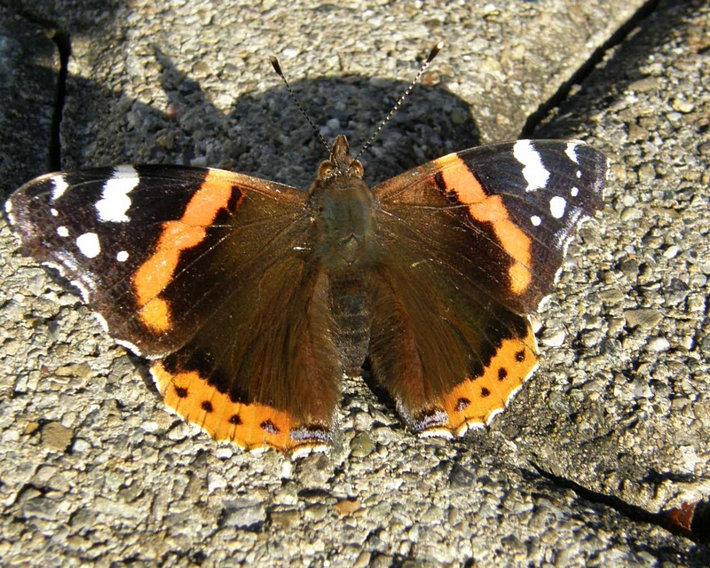 Schmetterling