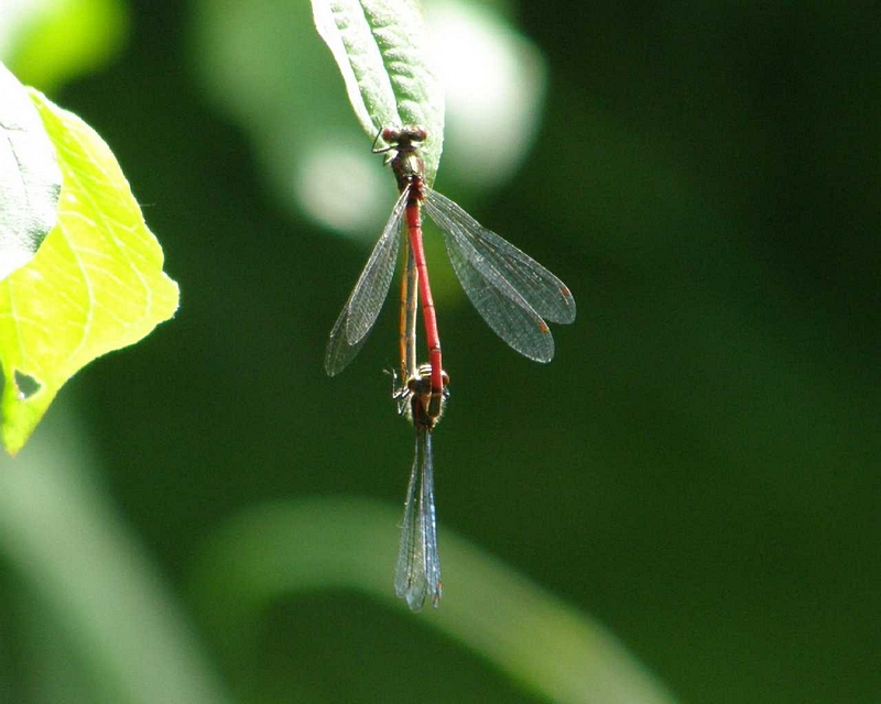 Adonislibelle im Paarungsrad