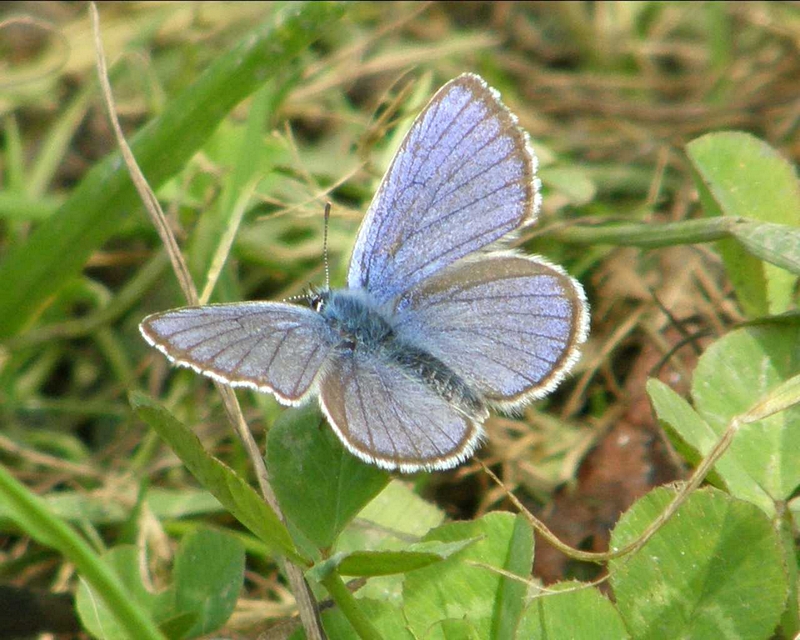 Bluling, gespreizt