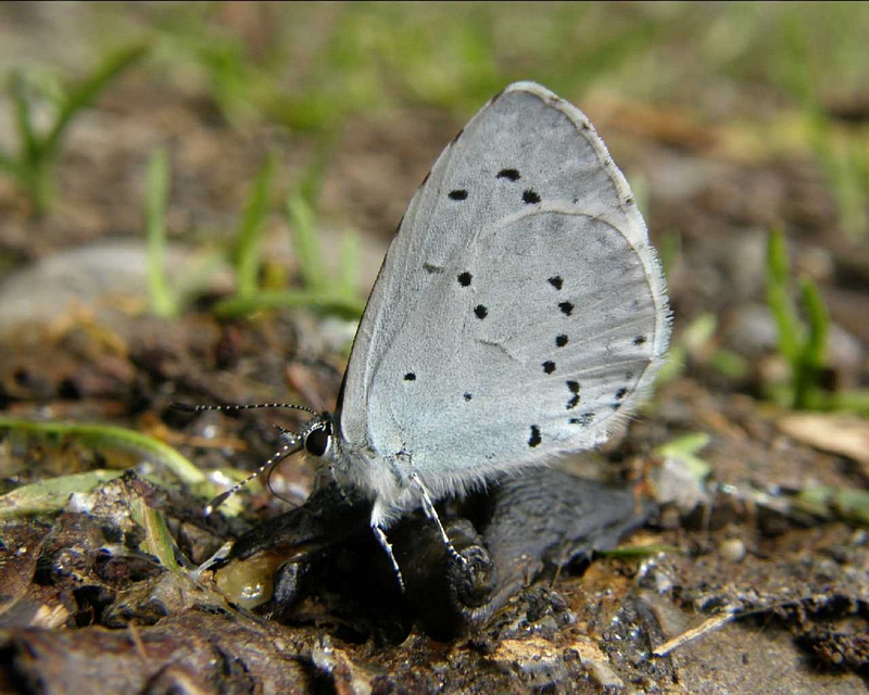 Faulbaum-Bluling am Boden