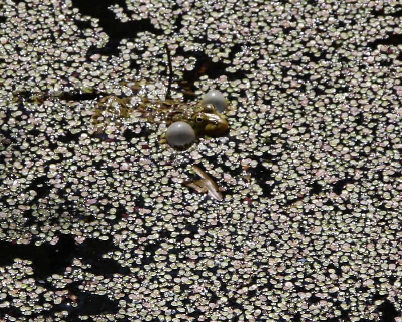 Frosch beim Quaken (Schallblase)