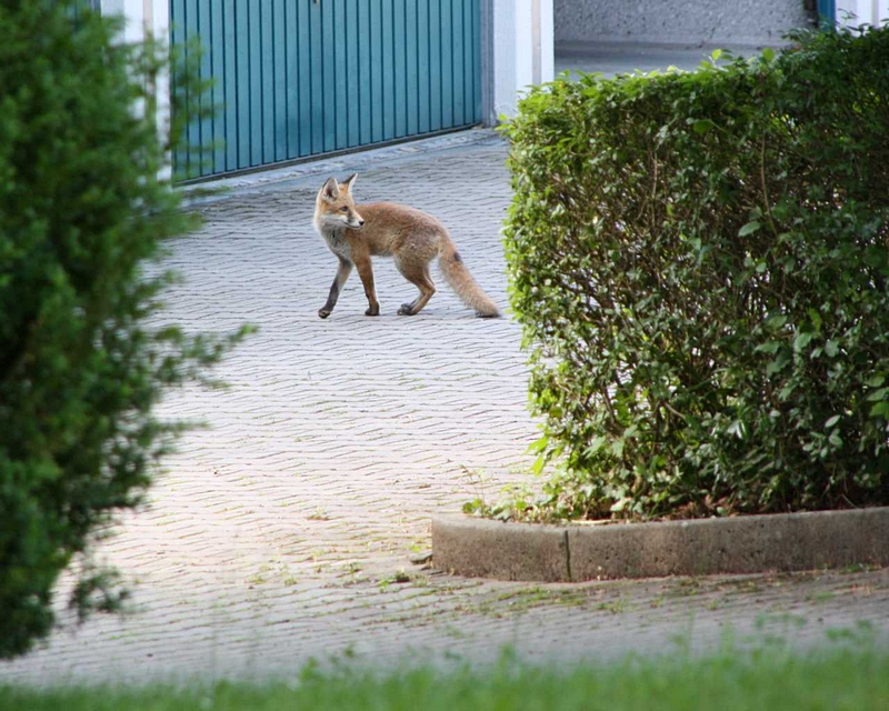 Fuchs im Garagenhof