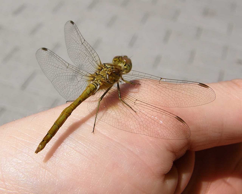 Heidelibelle (Weibchen) auf der Hand