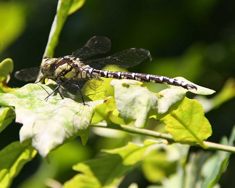 Knigslibelle auf Blatt