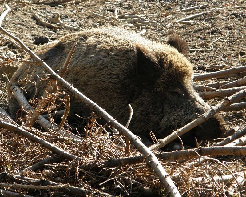 Wildschwein ruhend