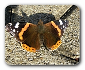 Schmetterling