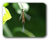 Adonislibelle im Paarungsrad