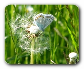 Bluling auf Lwenzahn