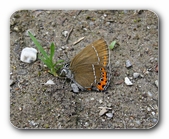 Schmetterling