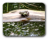 Teichfrosch