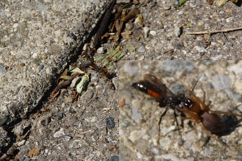 Wegwespe mit Spinne
