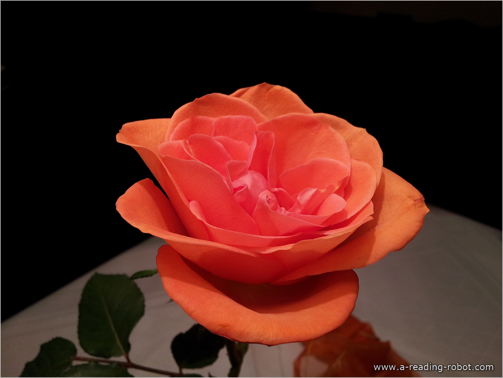 Rose, gro�